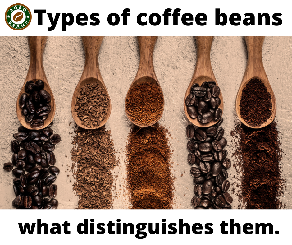 Four types of coffee beans and what distinguishes them.
